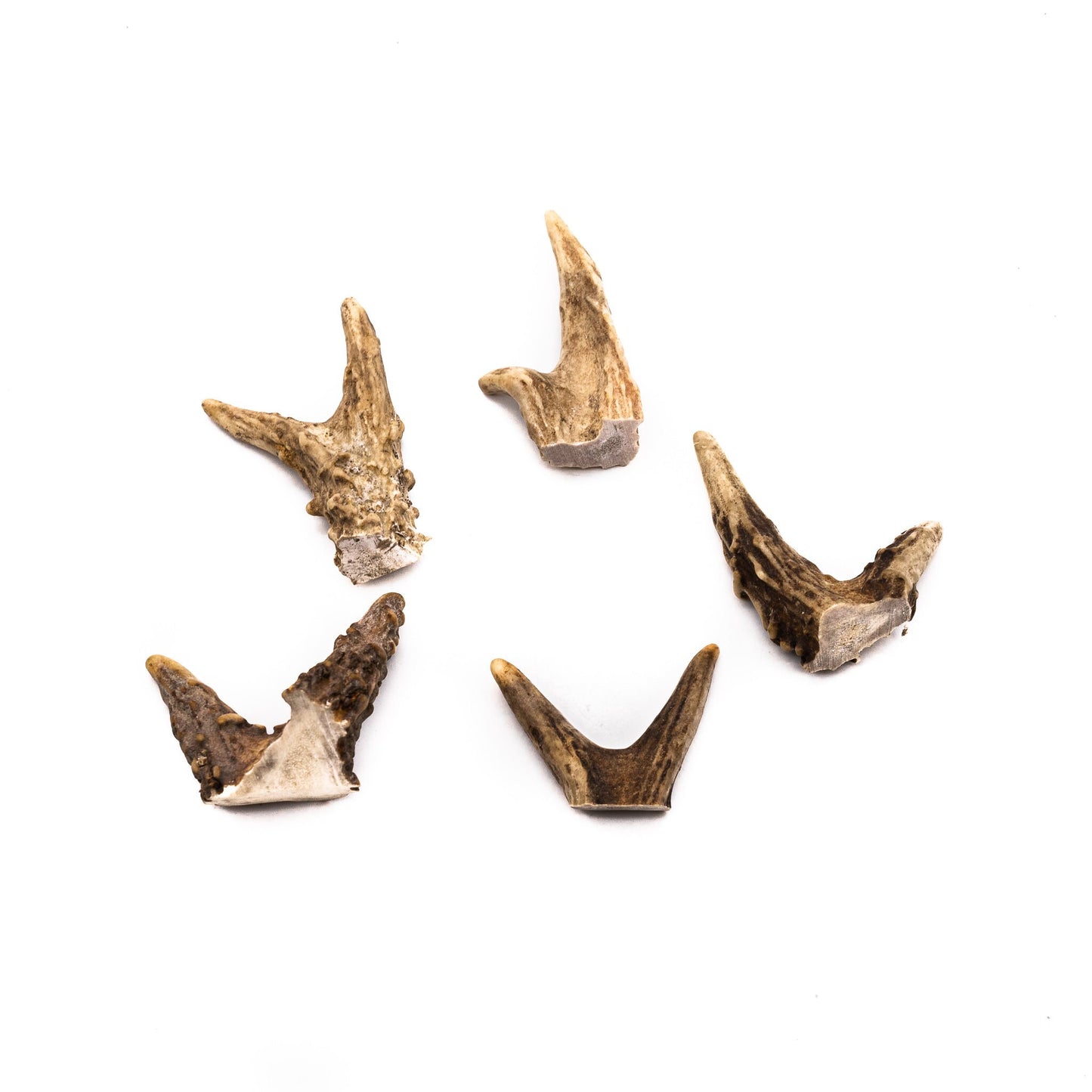 Deer Antler Craft Browtine Forks (1" - 4" Length) Antler For Crafts - Antler For Jewelry Making - Antler For Necklaces