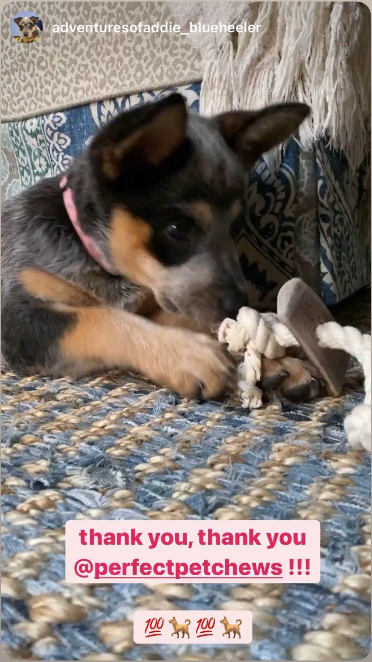 Large Elk Antler Split Rope Toy - All Natural, Grade A, Premium Antler Dog Treats, Organic Dog Chews, Naturally Shed Antlers from USA