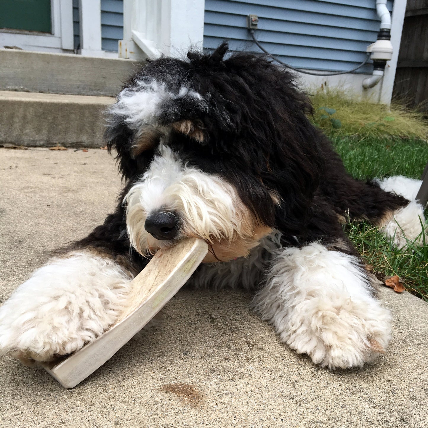 Large Moose Antler - All Natural, Grade A, Premium Antler Dog Treats, Dental Cleaning Dog Chews, Naturally Shed Antlers from USA