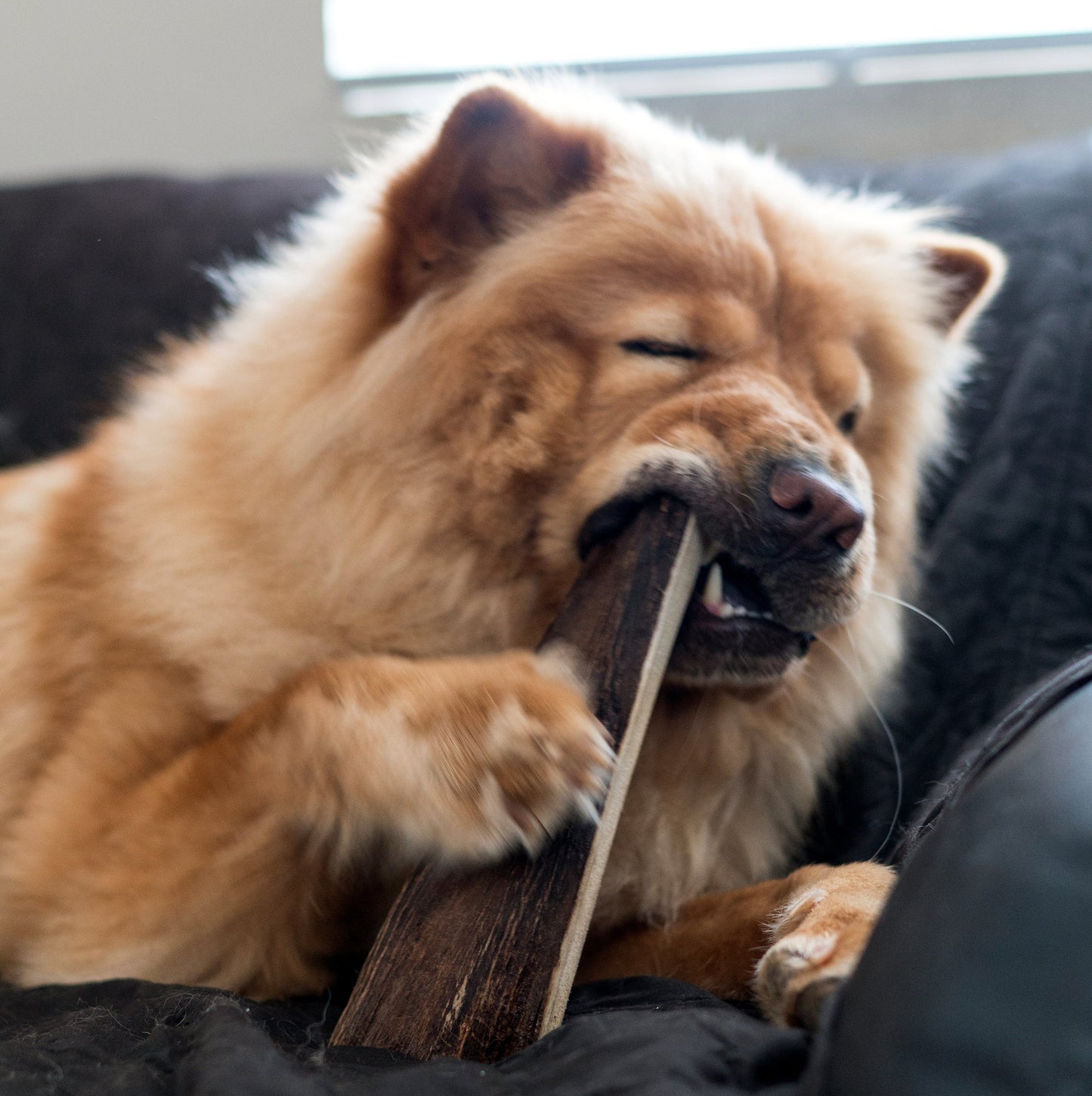 Large Moose Antler - All Natural, Grade A, Premium Antler Dog Treats, Dental Cleaning Dog Chews, Naturally Shed Antlers from USA