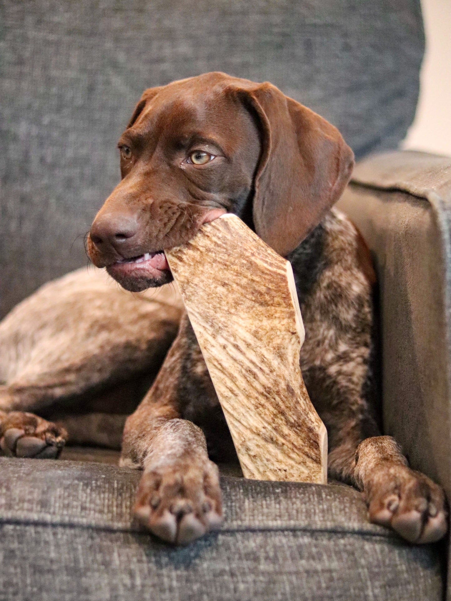 Large Moose Antler - All Natural, Grade A, Premium Antler Dog Treats, Dental Cleaning Dog Chews, Naturally Shed Antlers from USA