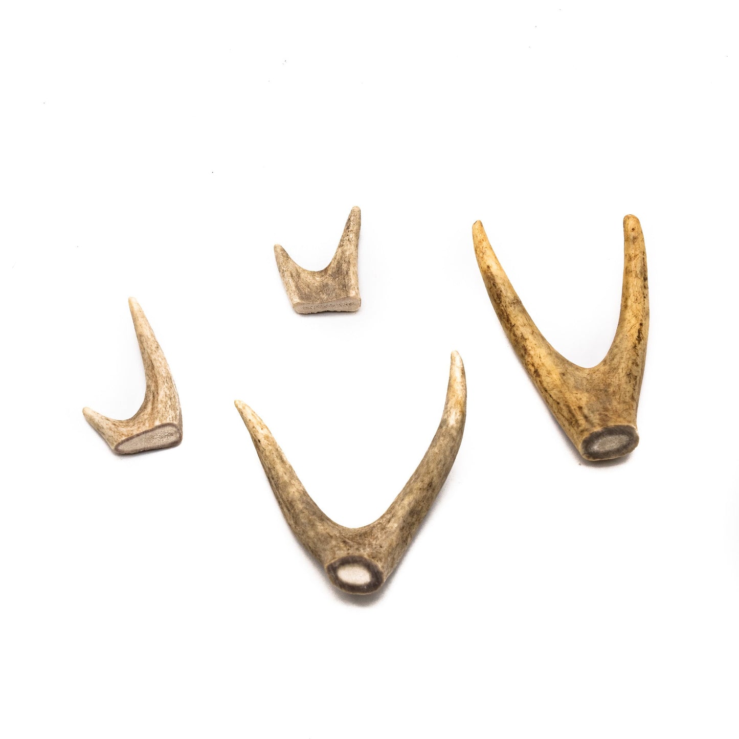 Deer Antler Craft Forks (1" - 4" Length) Antler For Crafts - Antler For Jewelry Making - Antler For Necklaces - Antler For Home Crafting
