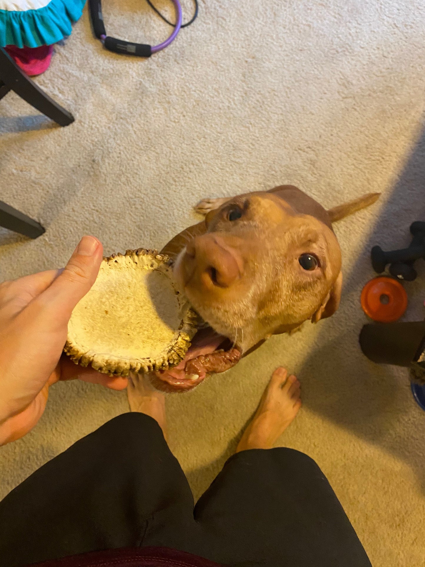 Elk Antler Burr Dog Chew (Large) All Natural, Grade A, Premium Antler Dog Treats, Organic Dog Chews, Naturally Shed Antlers from USA