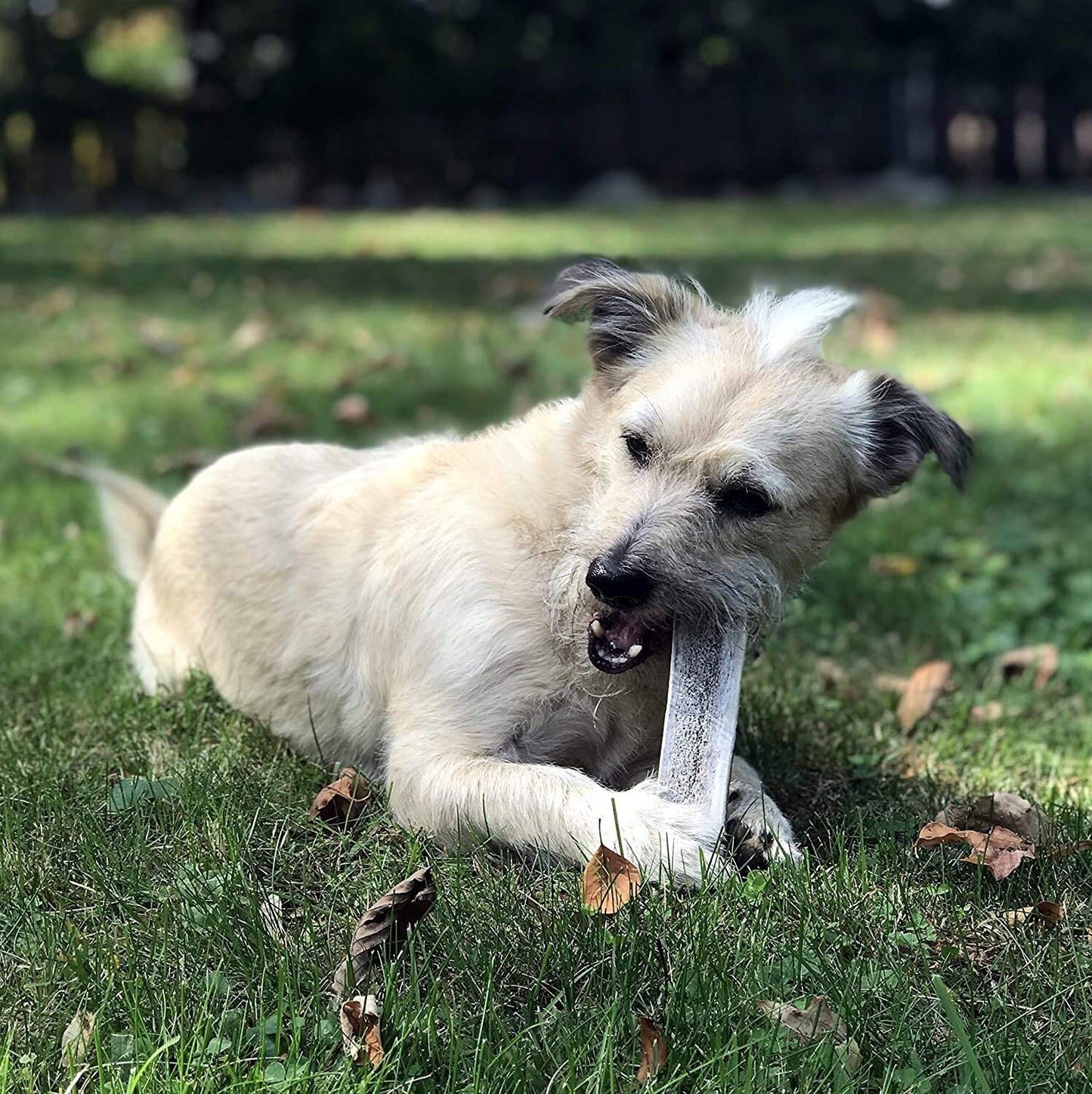Economy Split Elk Antler Dog Chew 3 Count - Grade B/C Natural Organic and Long Lasting Treats Made from Naturally Shed Antlers in The USA