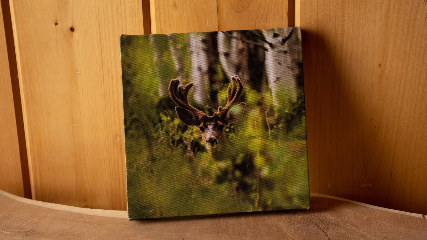 Colorado Mule Deer in Velvet Wall Canvas - Wildlife Photography - Rocky Mountain Wall Canvas