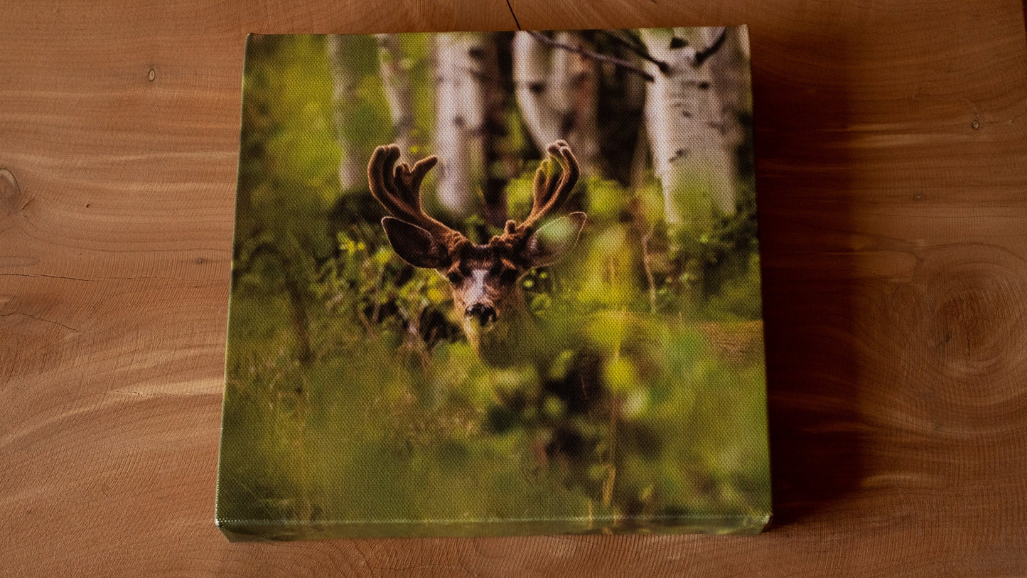 Colorado Mule Deer in Velvet Wall Canvas - Wildlife Photography - Rocky Mountain Wall Canvas