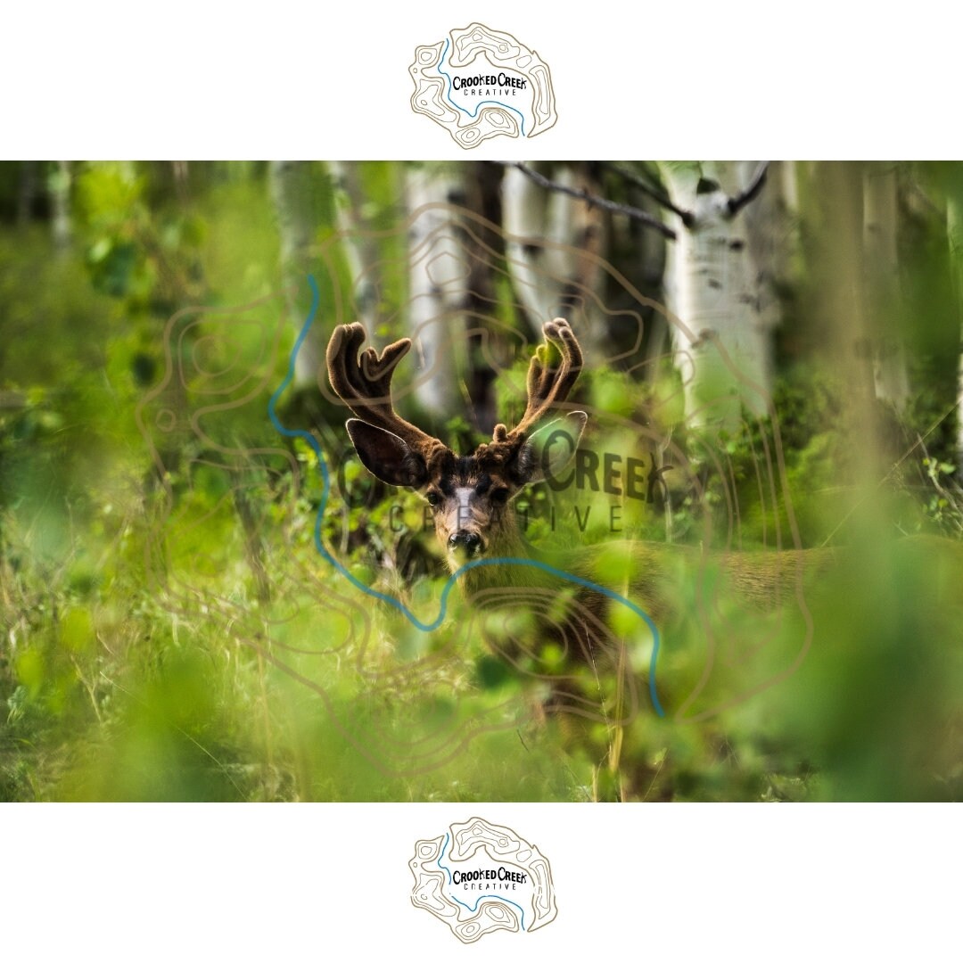 Colorado Mule Deer in Velvet Wall Canvas - Wildlife Photography - Rocky Mountain Wall Canvas