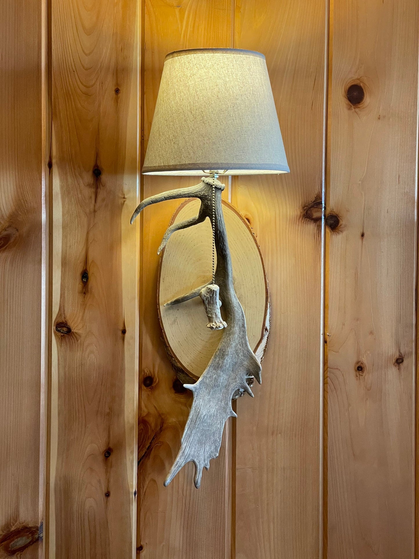 Fallow Deer Antler Sconces - Hardwired Pair with Shades