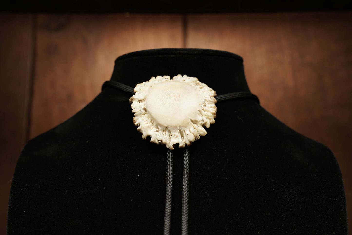Large Polished Burr Bolo w/ antler tips