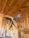 Moose Antler hanging eagle carving