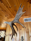 Moose Antler hanging eagle carving