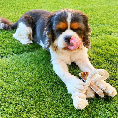 Dog Rope Toy with Split Elk Antler for Medium Dogs - Play Tug-of-War with your Aggressive Chewer Pup - Tough 2-Knot Rope Toy