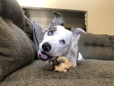 Dog Rope Toy with Split Elk Antler for Medium Dogs - Play Tug-of-War with your Aggressive Chewer Pup - Tough 2-Knot Rope Toy