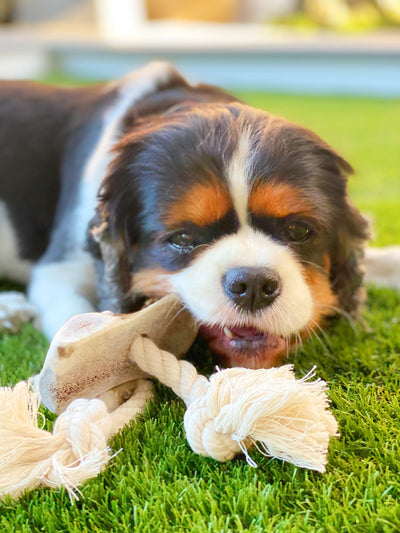 Dog Rope Toy with Split Elk Antler for Medium Dogs - Play Tug-of-War with your Aggressive Chewer Pup - Tough 2-Knot Rope Toy