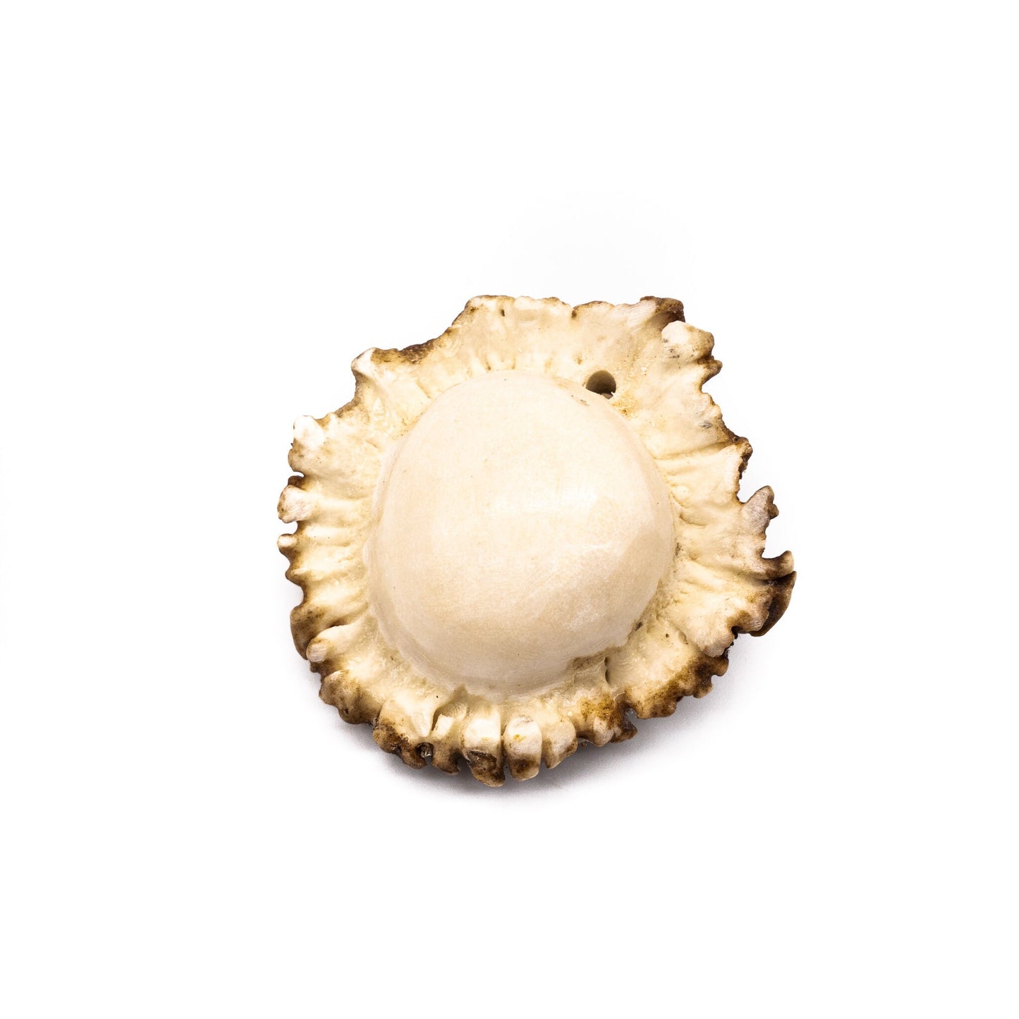 Large Antler Burr Pendant