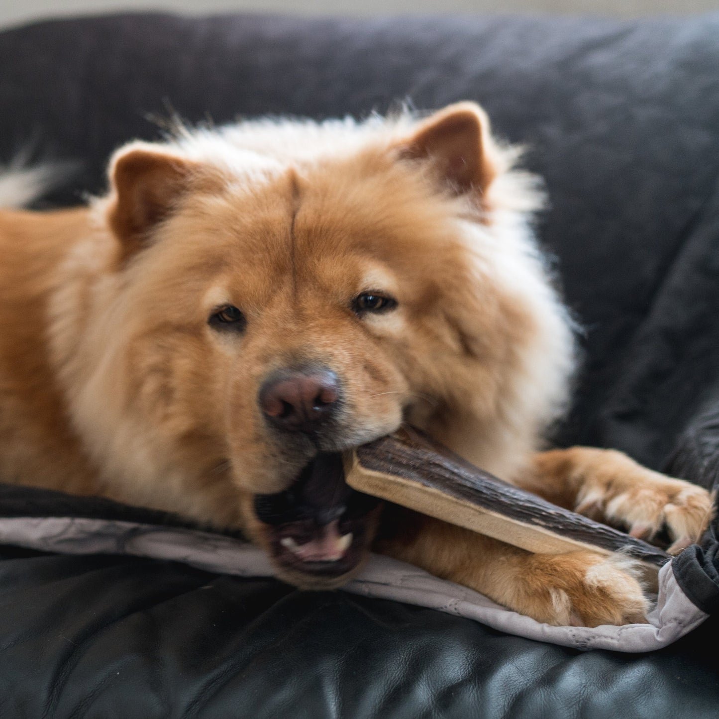 Moose Antler Dog Chew - All Natural, Grade A, Premium Antler Dog Treats, Organic Dog Chews, Naturally Shed Antlers from USA