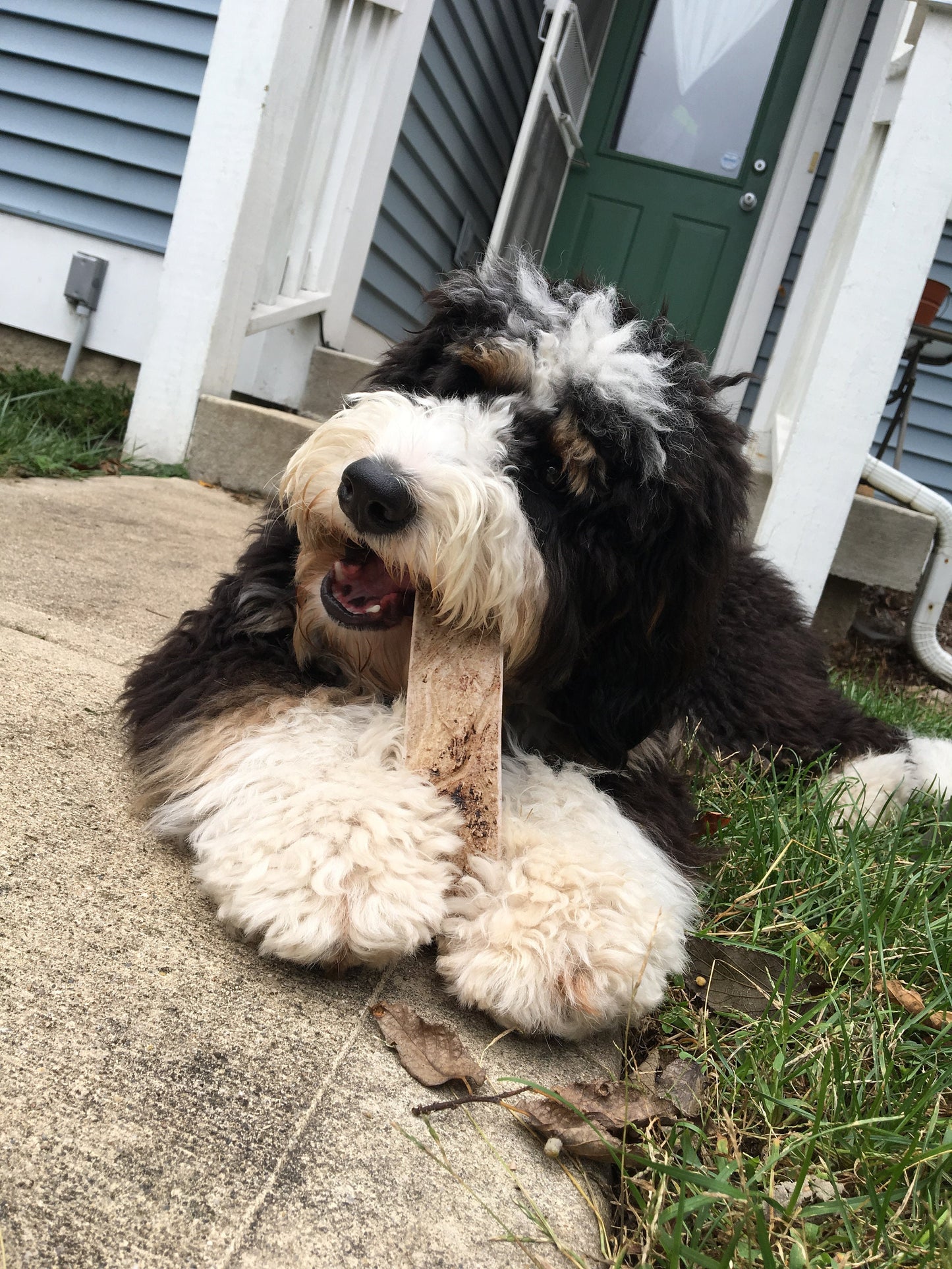 Moose Antler Dog Chew - All Natural, Grade A, Premium Antler Dog Treats, Organic Dog Chews, Naturally Shed Antlers from USA