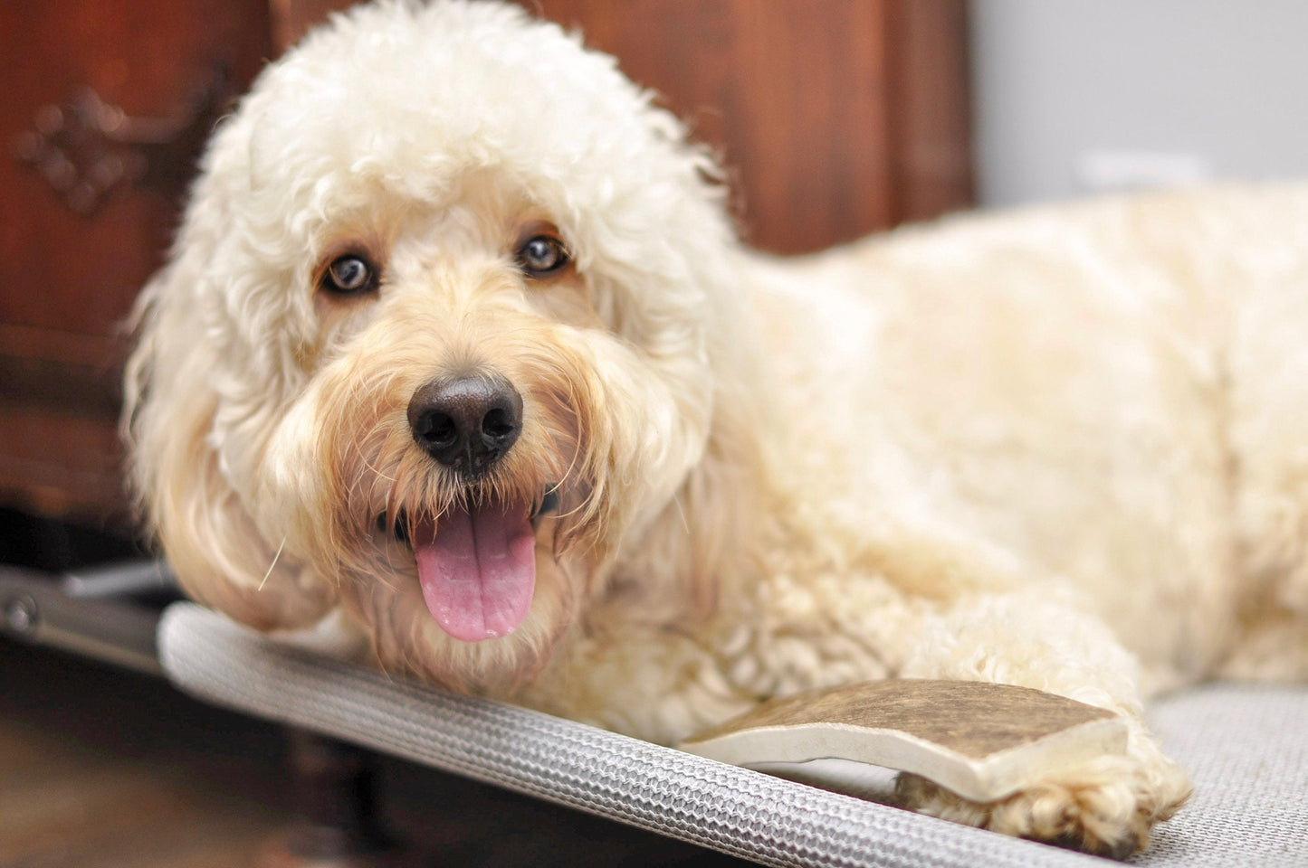 Moose Antler Dog Chew - All Natural, Grade A, Premium Antler Dog Treats, Organic Dog Chews, Naturally Shed Antlers from USA