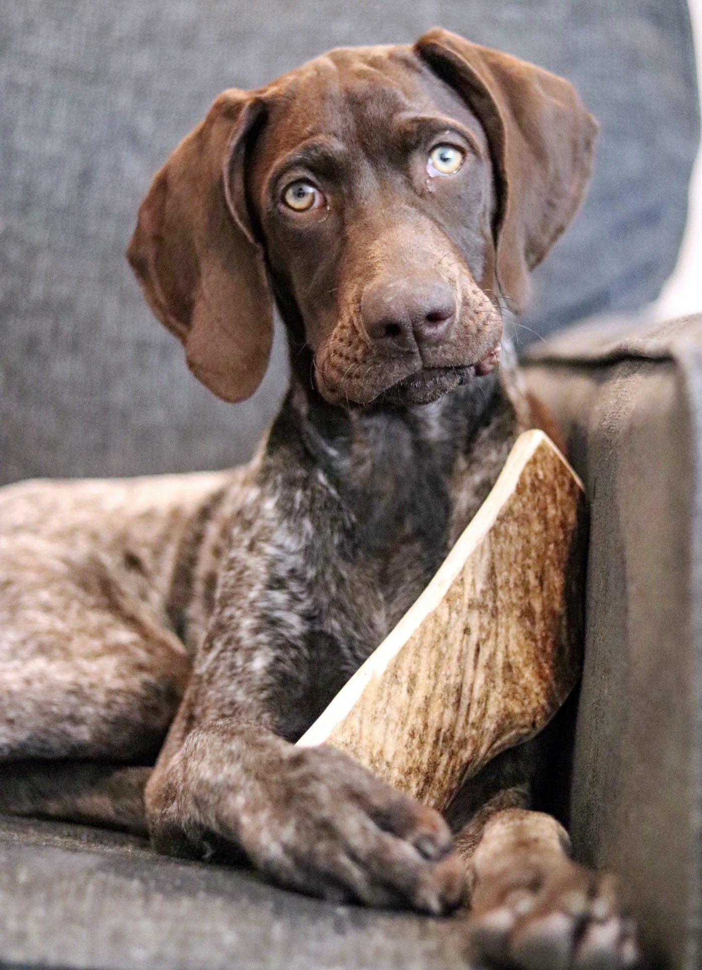 Moose Antler Dog Chew - All Natural, Grade A, Premium Antler Dog Treats, Organic Dog Chews, Naturally Shed Antlers from USA