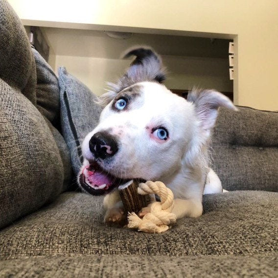 Large Elk Antler Split Rope Toy - All Natural, Grade A, Premium Antler Dog Treats, Organic Dog Chews, Naturally Shed Antlers from USA