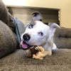 Large Elk Antler Split Rope Toy - All Natural, Grade A, Premium Antler Dog Treats, Organic Dog Chews, Naturally Shed Antlers from USA