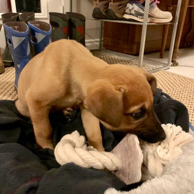 Large Elk Antler Split Rope Toy - All Natural, Grade A, Premium Antler Dog Treats, Organic Dog Chews, Naturally Shed Antlers from USA
