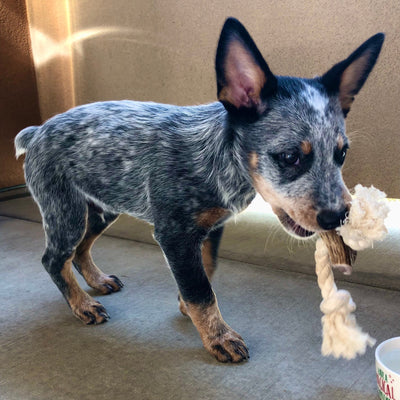 Large Elk Antler Split Rope Toy - All Natural, Grade A, Premium Antler Dog Treats, Organic Dog Chews, Naturally Shed Antlers from USA
