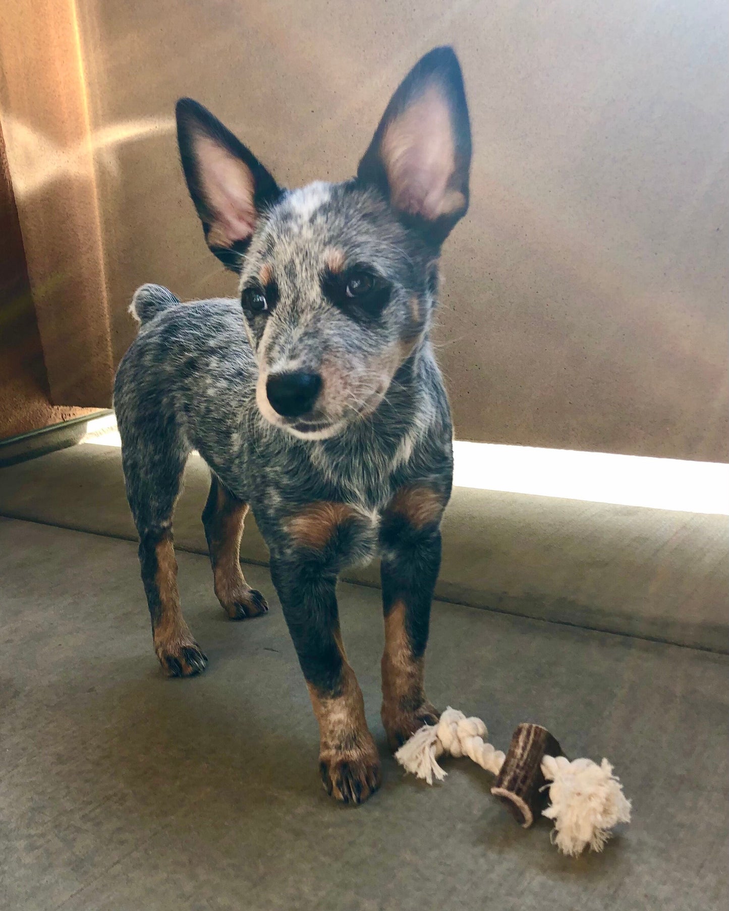 Large Elk Antler Split Rope Toy - All Natural, Grade A, Premium Antler Dog Treats, Organic Dog Chews, Naturally Shed Antlers from USA