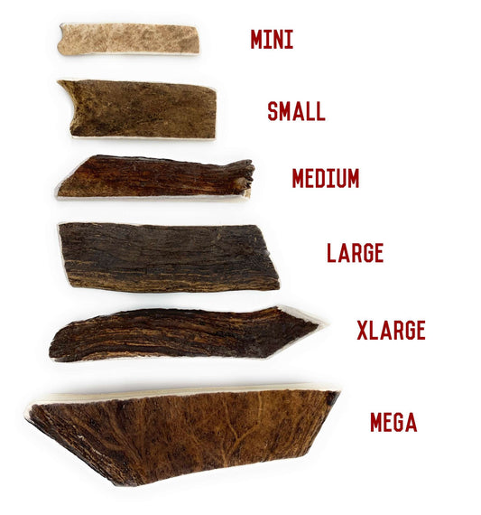 Large Moose Antler - All Natural, Grade A, Premium Antler Dog Treats, Dental Cleaning Dog Chews, Naturally Shed Antlers from USA