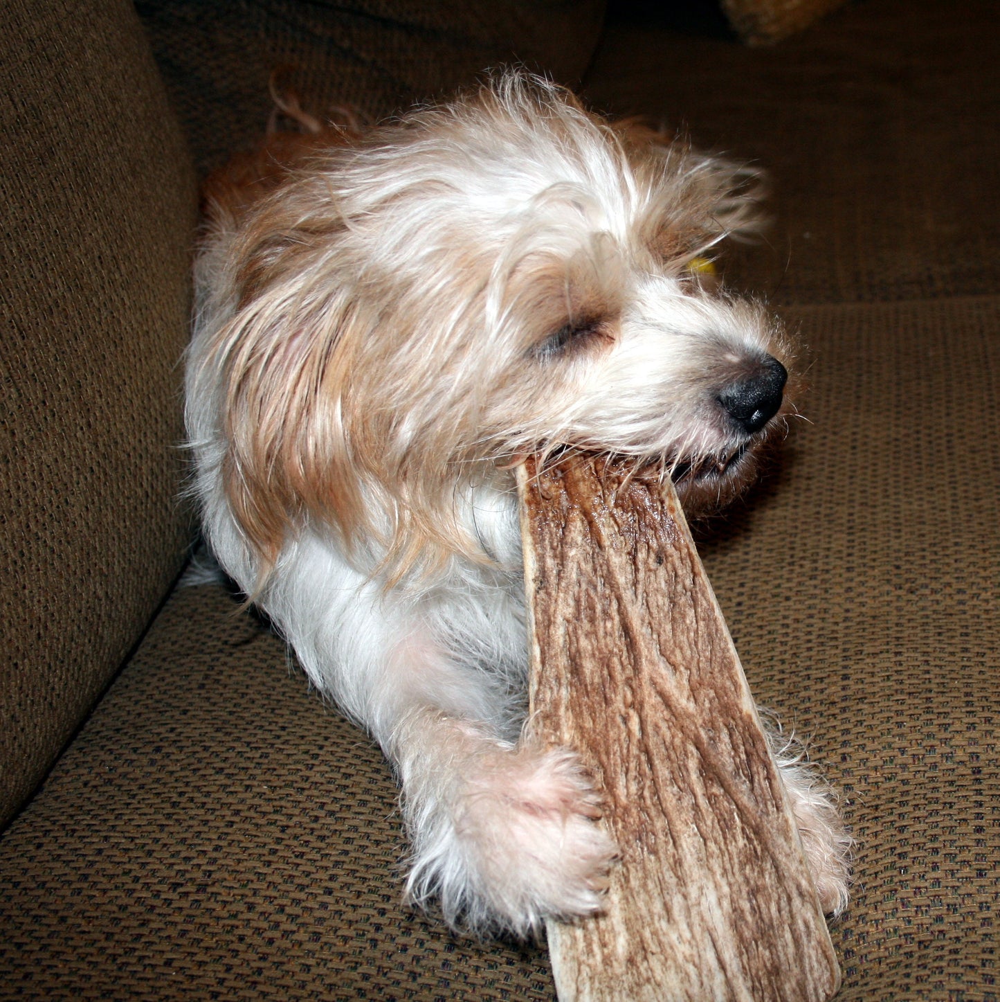 Large Moose Antler - All Natural, Grade A, Premium Antler Dog Treats, Dental Cleaning Dog Chews, Naturally Shed Antlers from USA