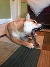 Large Moose Antler - All Natural, Grade A, Premium Antler Dog Treats, Dental Cleaning Dog Chews, Naturally Shed Antlers from USA