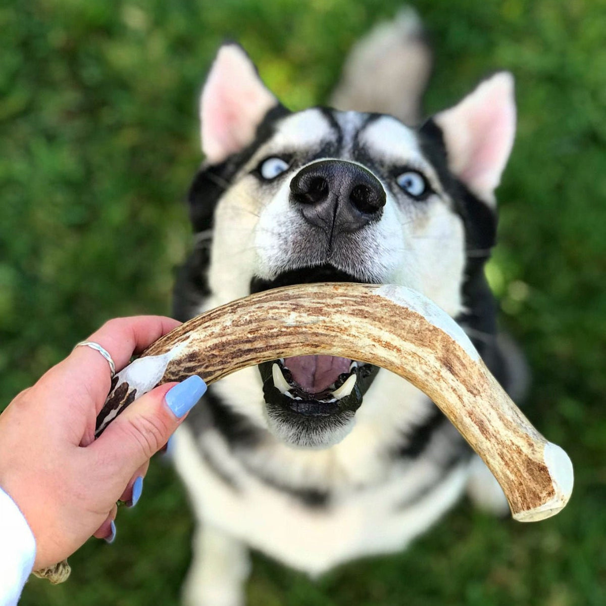 Large Deer Antler-All Natural, Grade A, Premium Antler Dog Treats, Organic Dog Chews, Naturally Shed Antlers from USA
