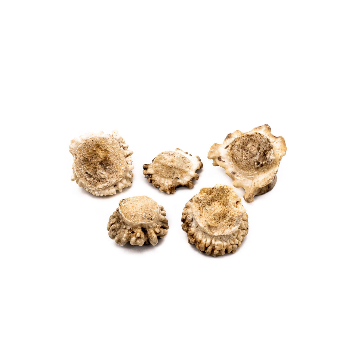 5 ct Small Deer Shed Antler Burrs for Craft
