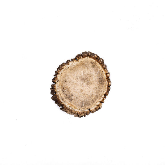 Elk Antler Burr Dog Chew (Large) All Natural, Grade A, Premium Antler Dog Treats, Organic Dog Chews, Naturally Shed Antlers from USA