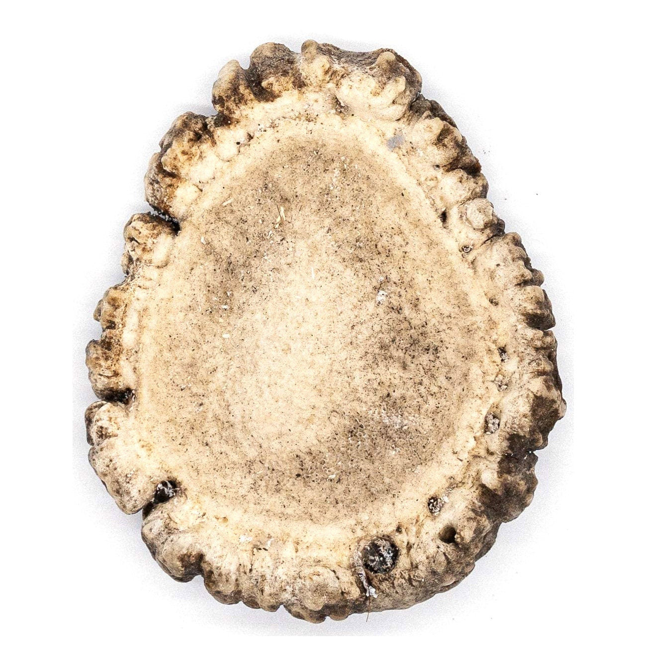 Elk Antler Burr Dog Chew (Large) All Natural, Grade A, Premium Antler Dog Treats, Organic Dog Chews, Naturally Shed Antlers from USA