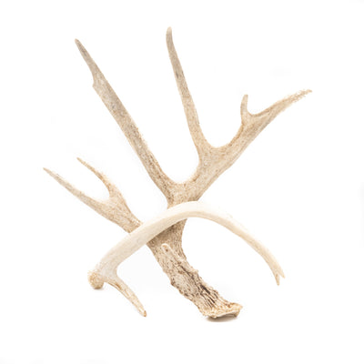 Deer Antler Ring/Jewelry Holder - Antler Jewelry Holder - Antler Ring Stand