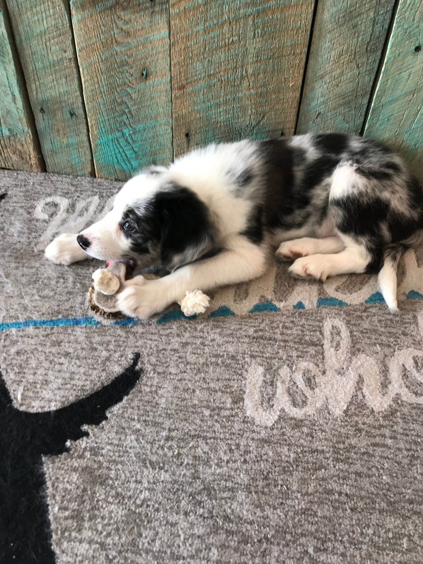 Medium Rope Toy with Elk Burr-All Natural, Grade A, Premium Antler Dog Treats, Organic Dog Chews, Naturally Shed Antlers from USA