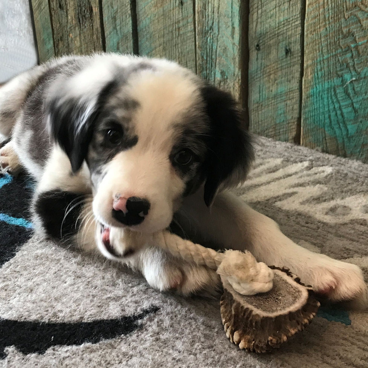 Medium Rope Toy with Elk Burr-All Natural, Grade A, Premium Antler Dog Treats, Organic Dog Chews, Naturally Shed Antlers from USA