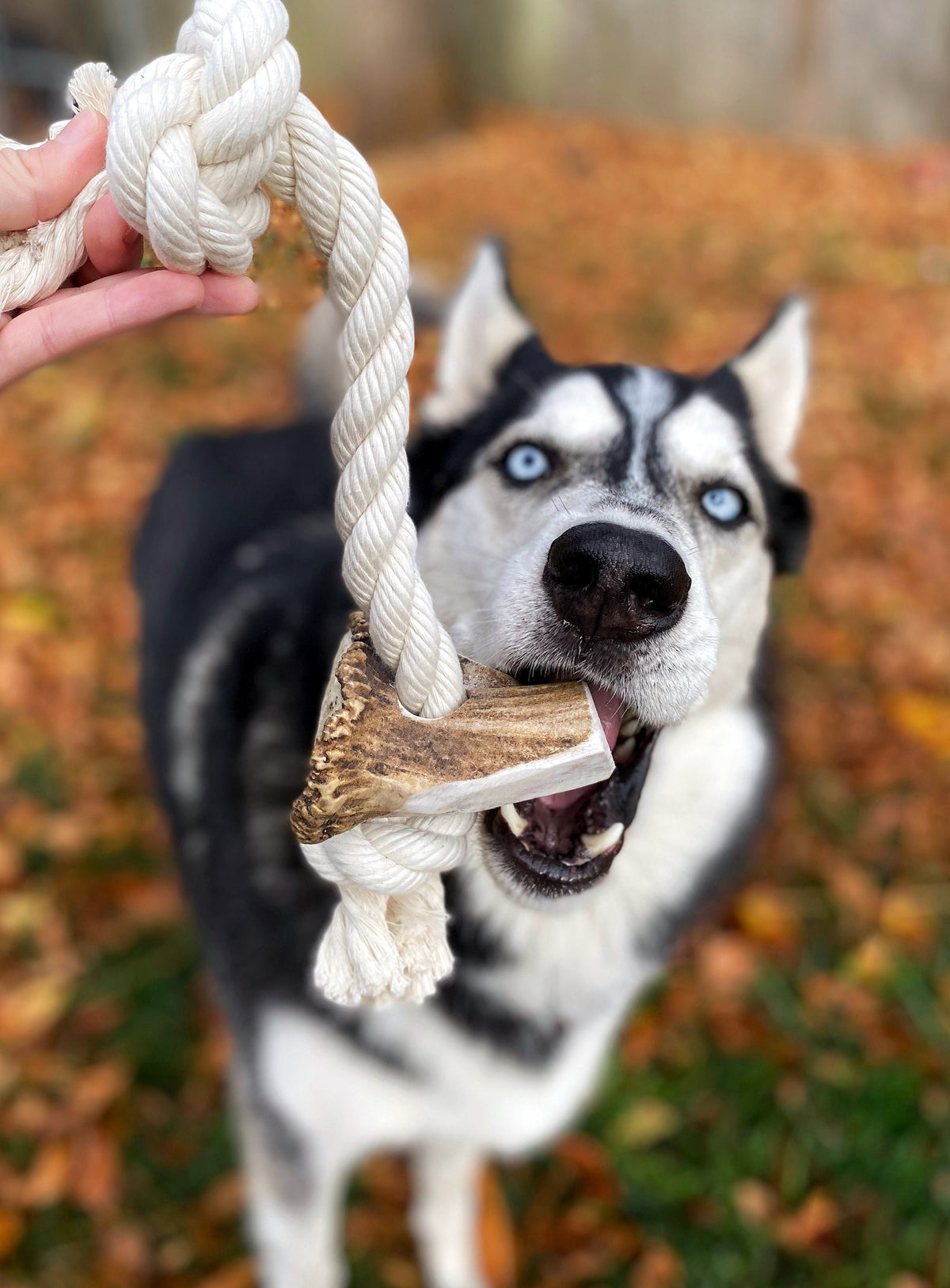 Medium Rope Toy with Elk Burr-All Natural, Grade A, Premium Antler Dog Treats, Organic Dog Chews, Naturally Shed Antlers from USA