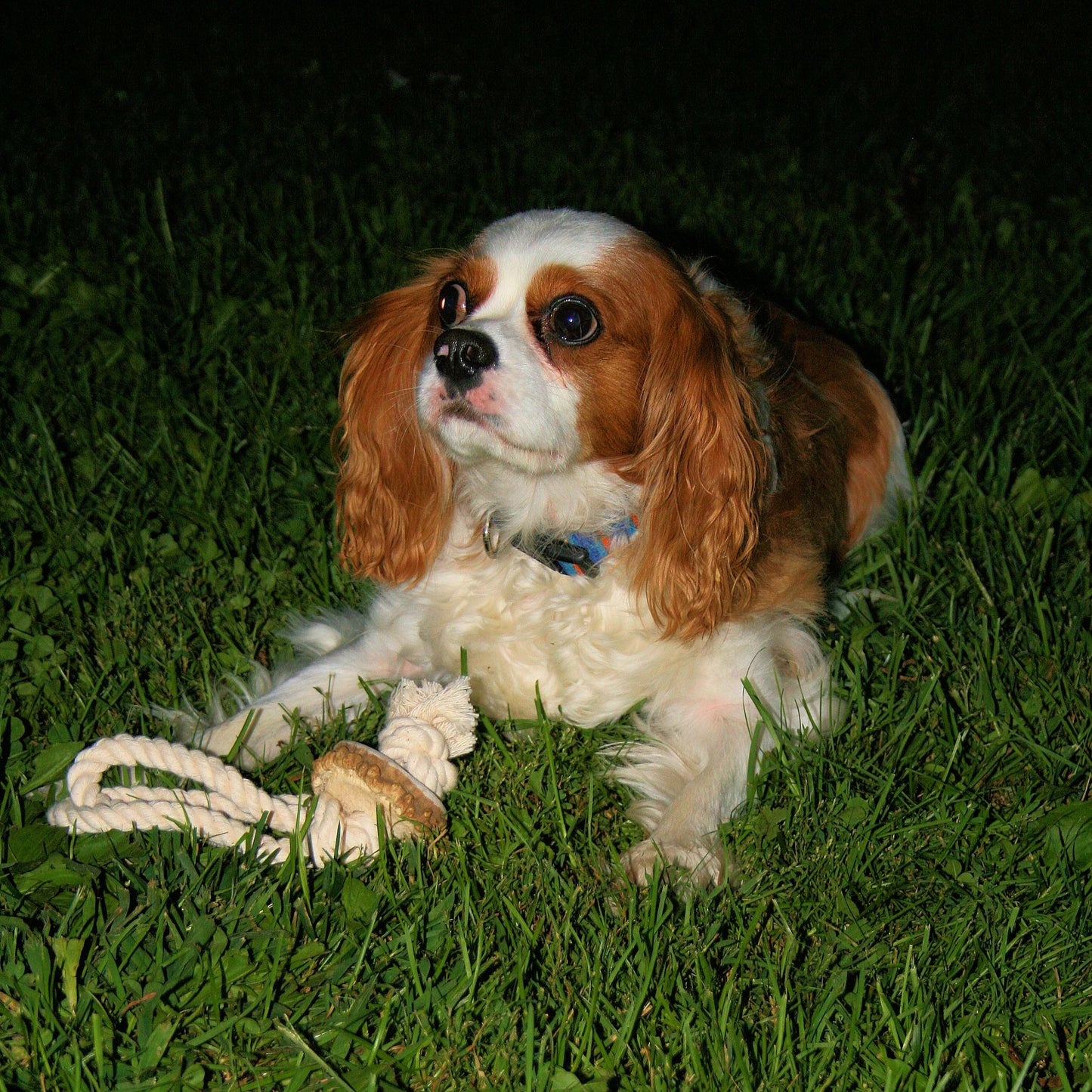Medium Rope Toy with Elk Burr-All Natural, Grade A, Premium Antler Dog Treats, Organic Dog Chews, Naturally Shed Antlers from USA