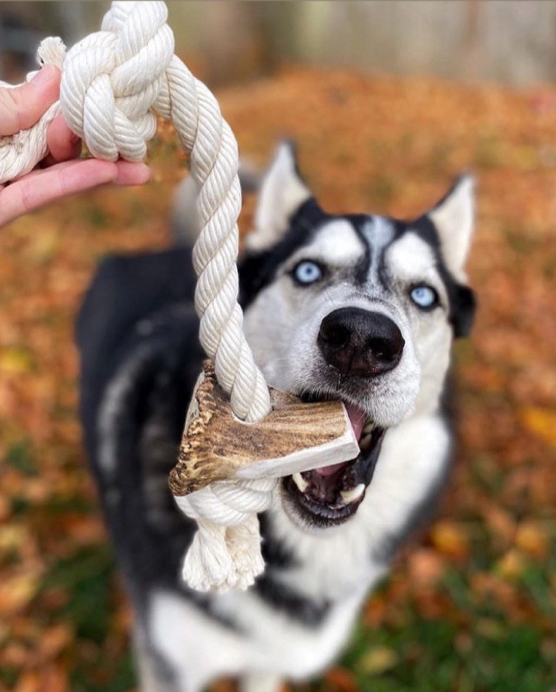 Elk Antler X-Large Split Rope Toy - All Natural, Grade A, Premium Antler Dog Treats, Organic Dog Chews, Naturally Shed Antlers from USA