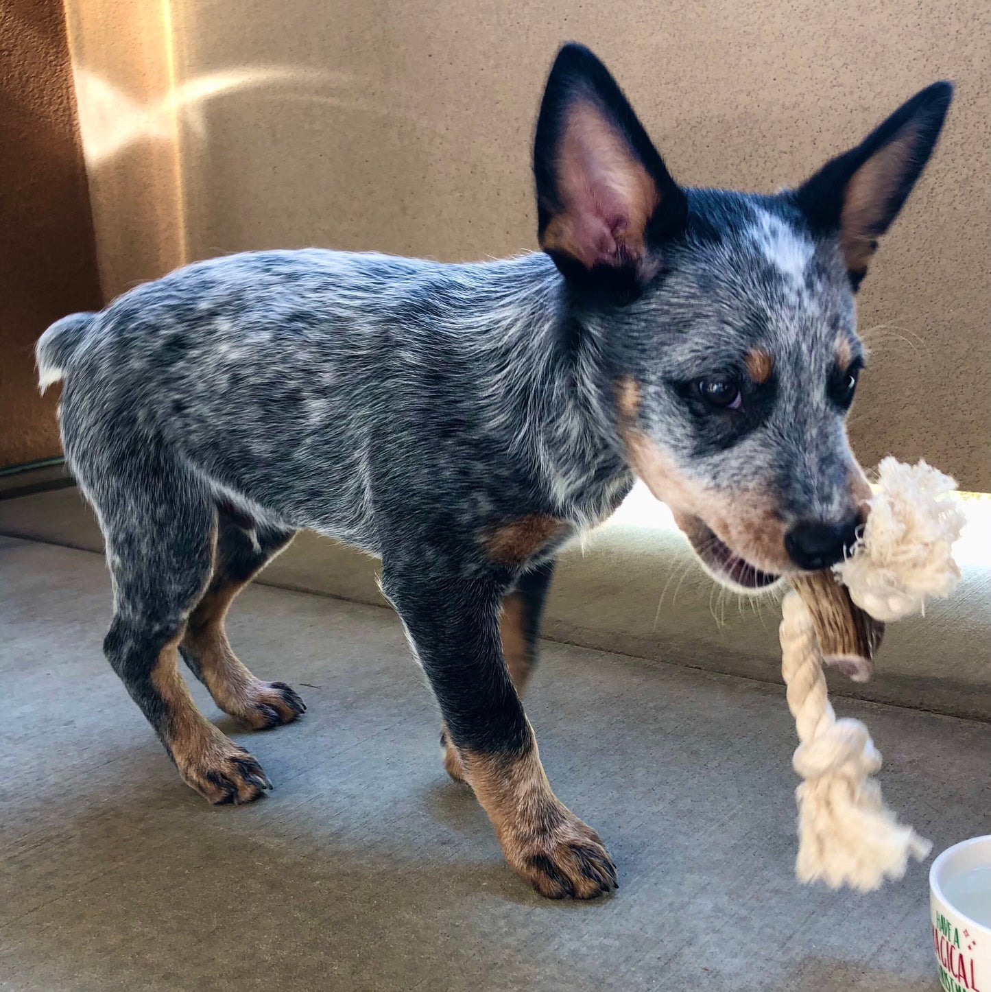 Elk Antler X-Large Split Rope Toy - All Natural, Grade A, Premium Antler Dog Treats, Organic Dog Chews, Naturally Shed Antlers from USA