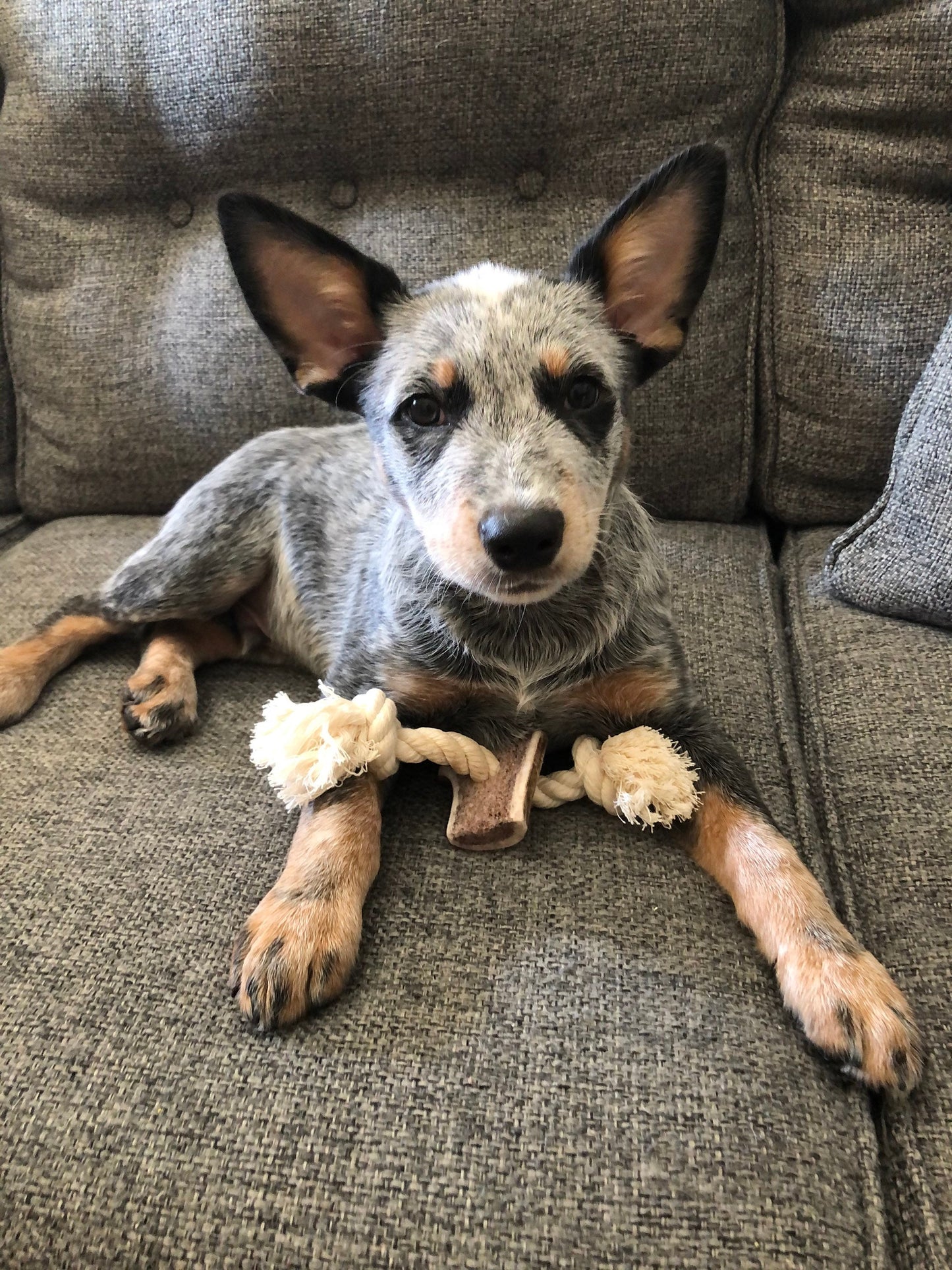 Elk Antler X-Large Split Rope Toy - All Natural, Grade A, Premium Antler Dog Treats, Organic Dog Chews, Naturally Shed Antlers from USA