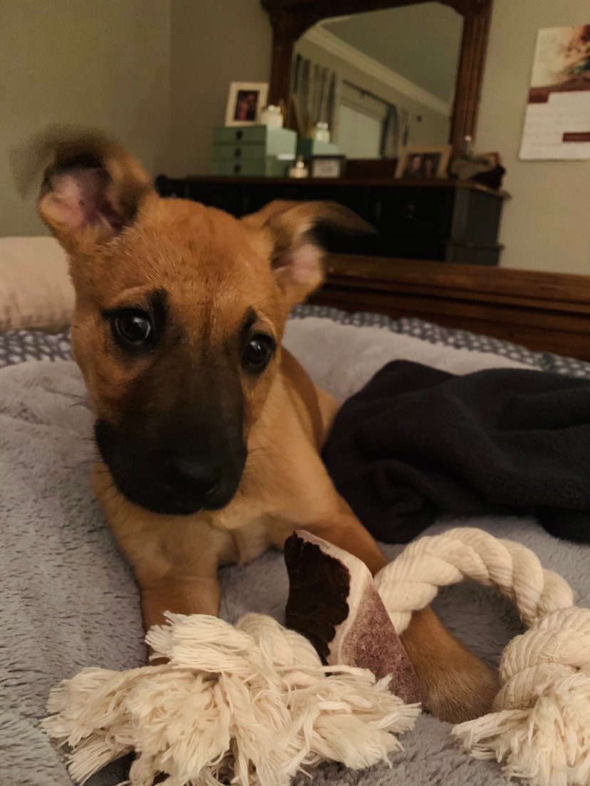 Elk Antler X-Large Split Rope Toy - All Natural, Grade A, Premium Antler Dog Treats, Organic Dog Chews, Naturally Shed Antlers from USA