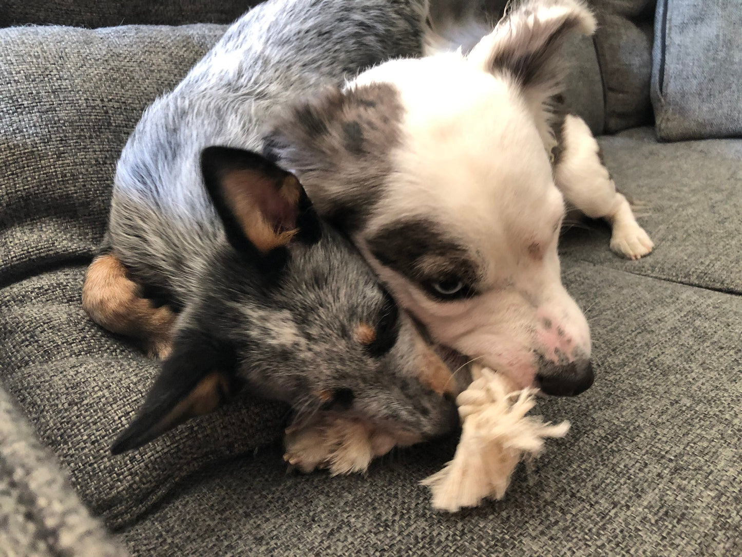 Elk Antler X-Large Split Rope Toy - All Natural, Grade A, Premium Antler Dog Treats, Organic Dog Chews, Naturally Shed Antlers from USA