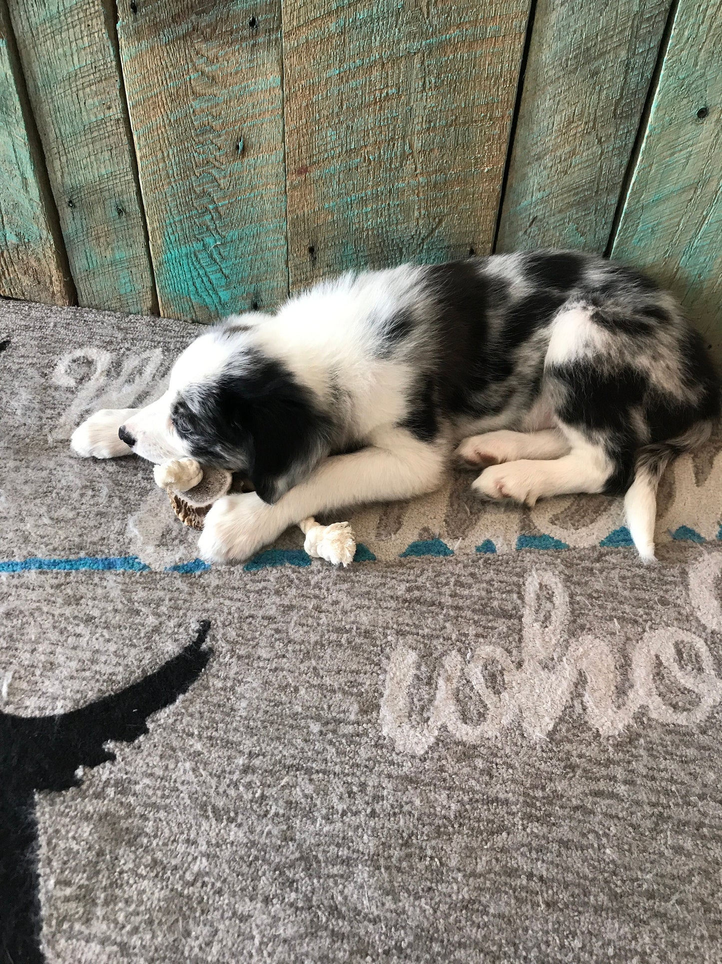 Elk Antler Rope Dog Toy X-Large | Split Antler All Natural Grade A Premium Antler Dog Treats Organic Dog Chews Shed Antlers from USA