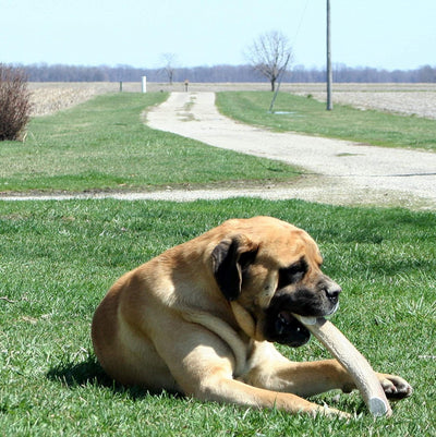 Economy Elk/Deer Antler Dog Chew 3 Count - Grade B/C All Natural Organic and Long Lasting Treats Made from Naturally Shed Antlers in The USA