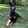 Economy Elk/Deer Antler Dog Chew 3 Count - Grade B/C All Natural Organic and Long Lasting Treats Made from Naturally Shed Antlers in The USA