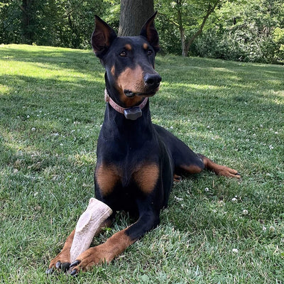 Economy Elk/Deer Antler Dog Chew 3 Count - Grade B/C All Natural Organic and Long Lasting Treats Made from Naturally Shed Antlers in The USA