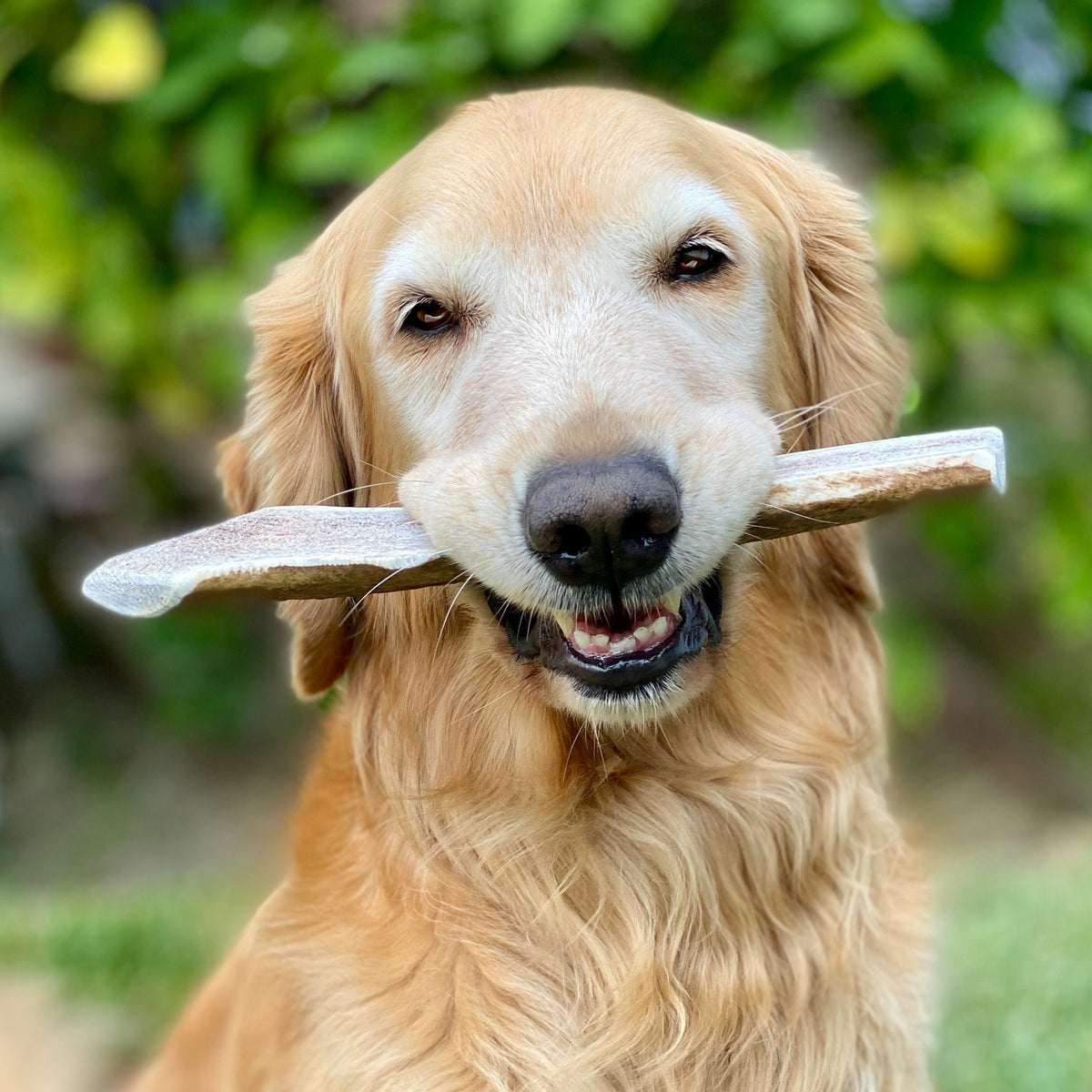 Economy Split Elk Antler Dog Chew 3 Count - Grade B/C Natural Organic and Long Lasting Treats Made from Naturally Shed Antlers in The USA